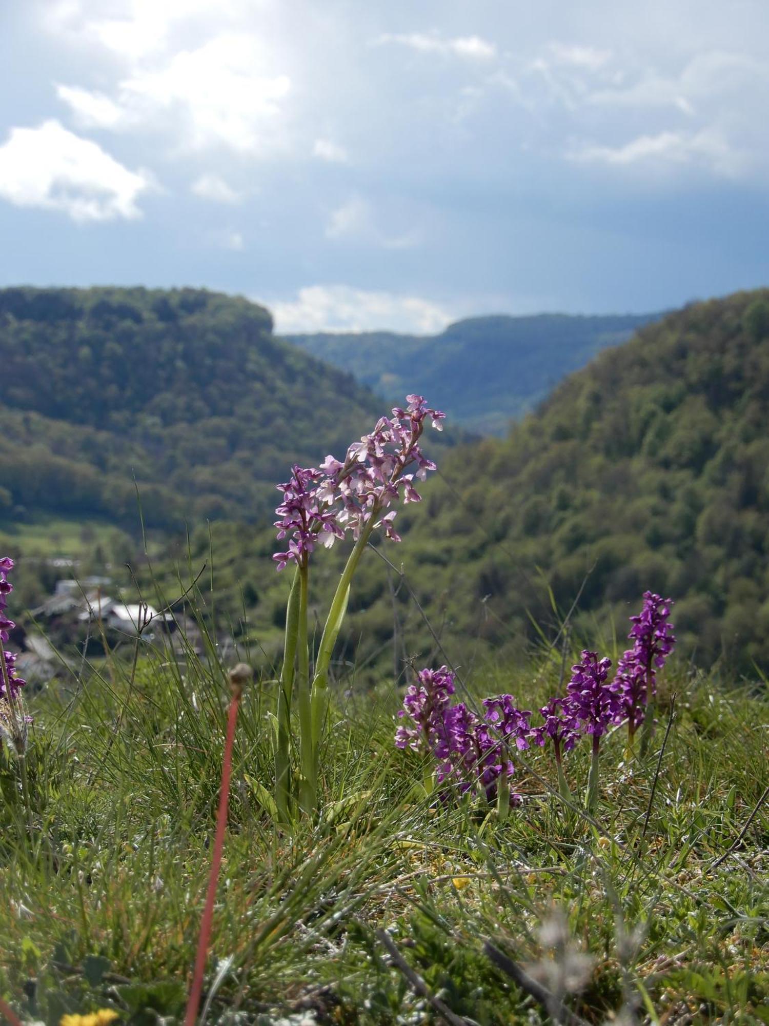 Maison De Vacances - Vue Panoramique Riviere オルナン エクステリア 写真